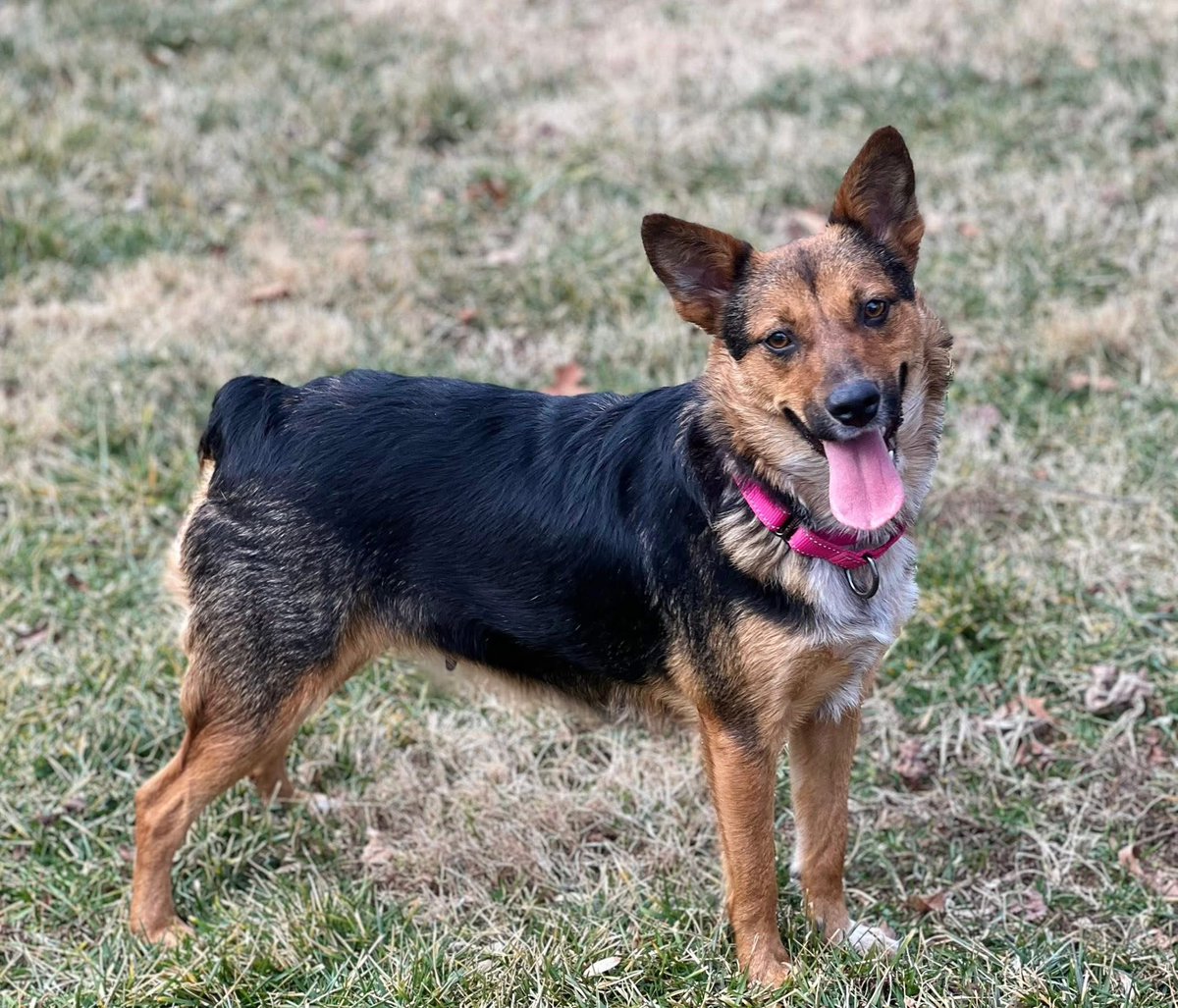 Rescue Dogs Rock, D.C. 🐾🐾🇺🇸 tweet media