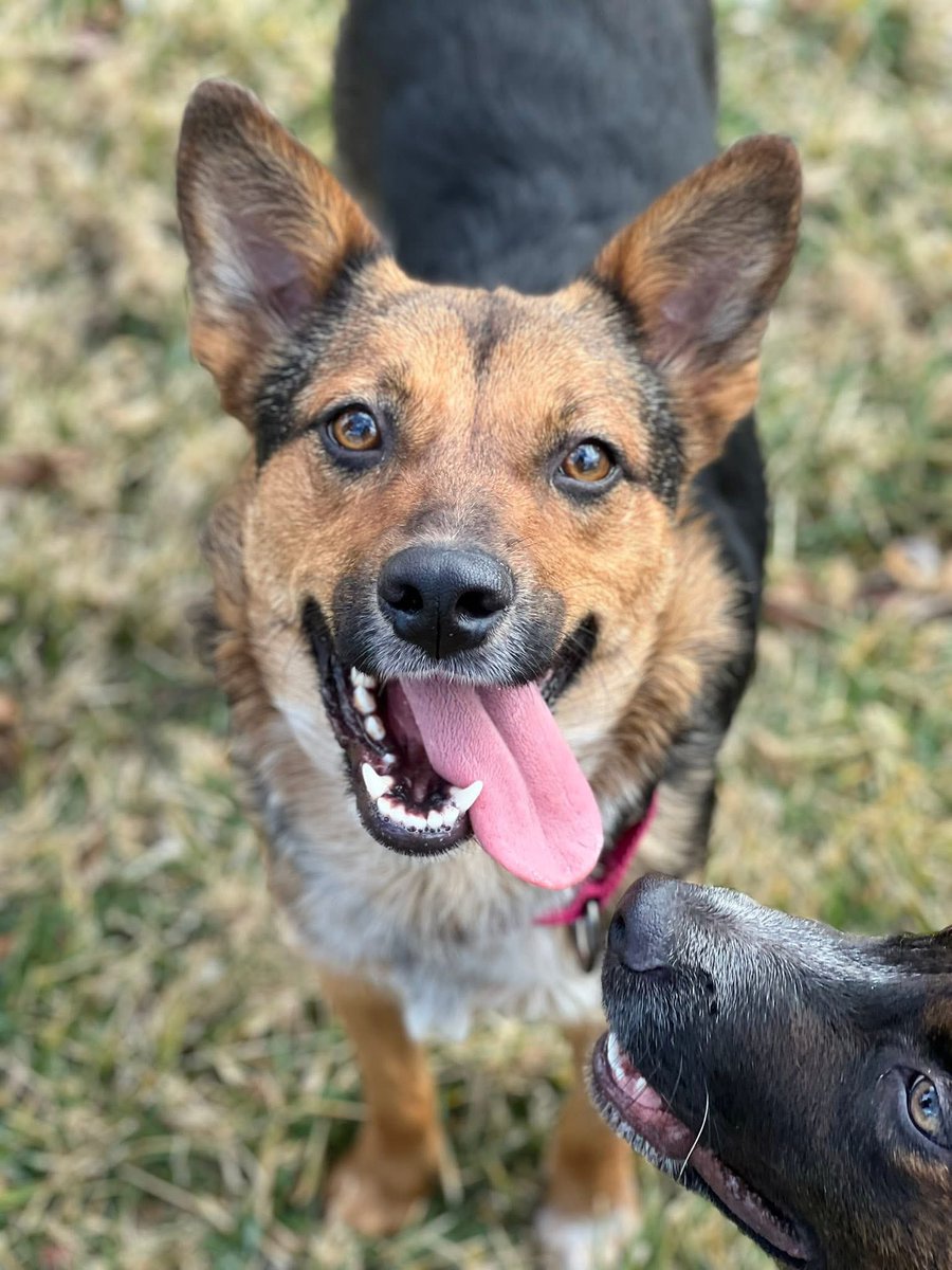 Rescue Dogs Rock, D.C. 🐾🐾🇺🇸 tweet media