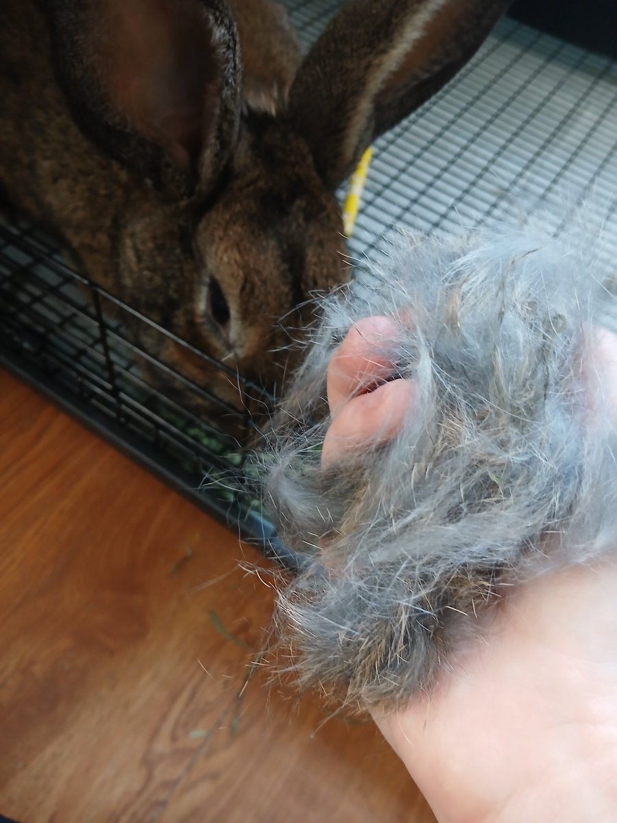 𝘏𝘦𝘳𝘳 𝘉𝘦𝘭𝘭𝘪𝘶𝘴 tweet media