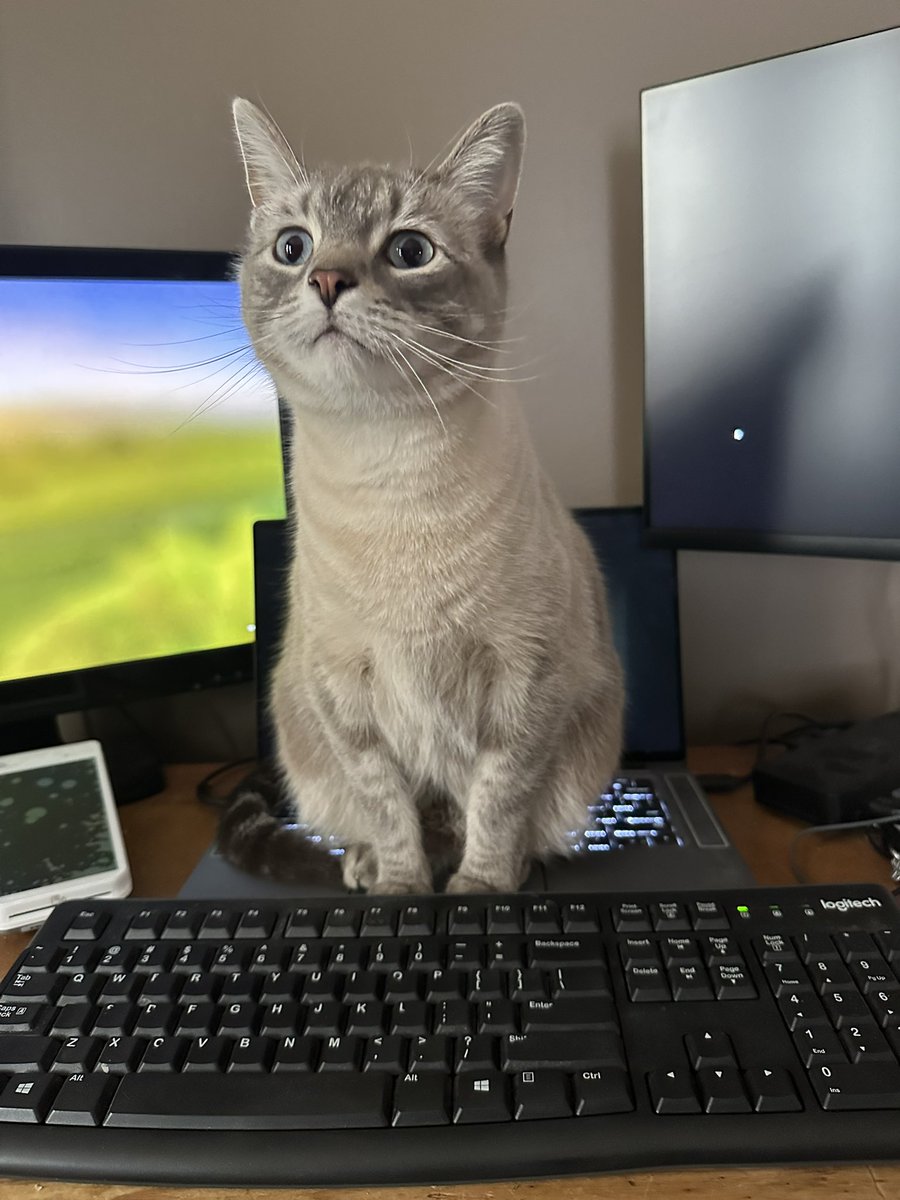 cdub ⭐️ENVtuber 🐈 tweet media