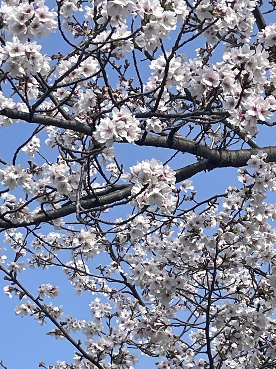 Stand_JP（月暈明水） tweet media