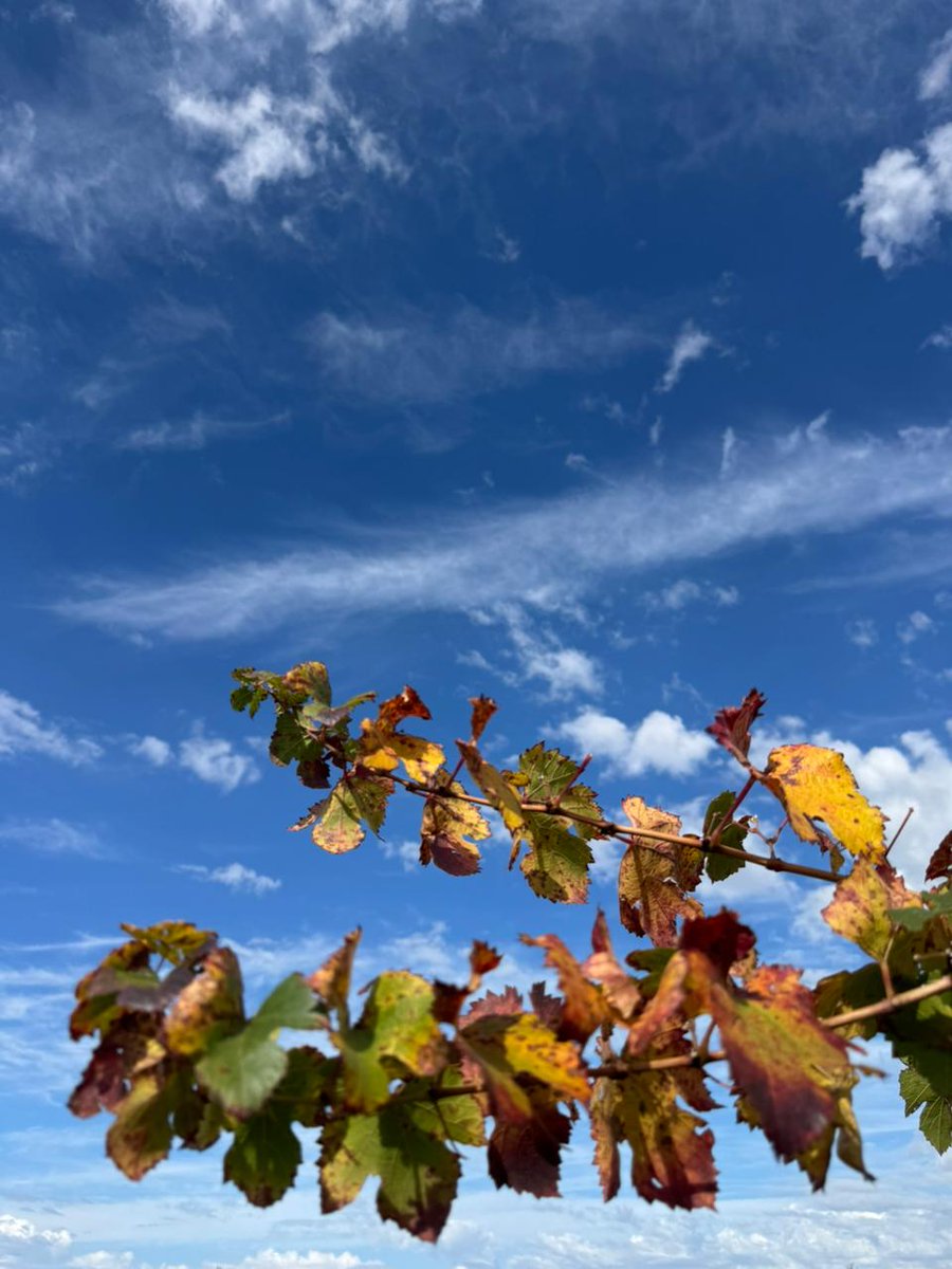 ALHmalbec's tweet photo. 🍂 Con la vendimia terminada, la viña entra en reposo.
Llega el otoño a nuestros viñedos y el paisaje se transforma. Así, mientras todo parece detenerse, el ciclo de vida de la viña continúa en silencio: la planta guarda energía para volver a brotar en primavera. https://t.co/OxXVCiD5fk