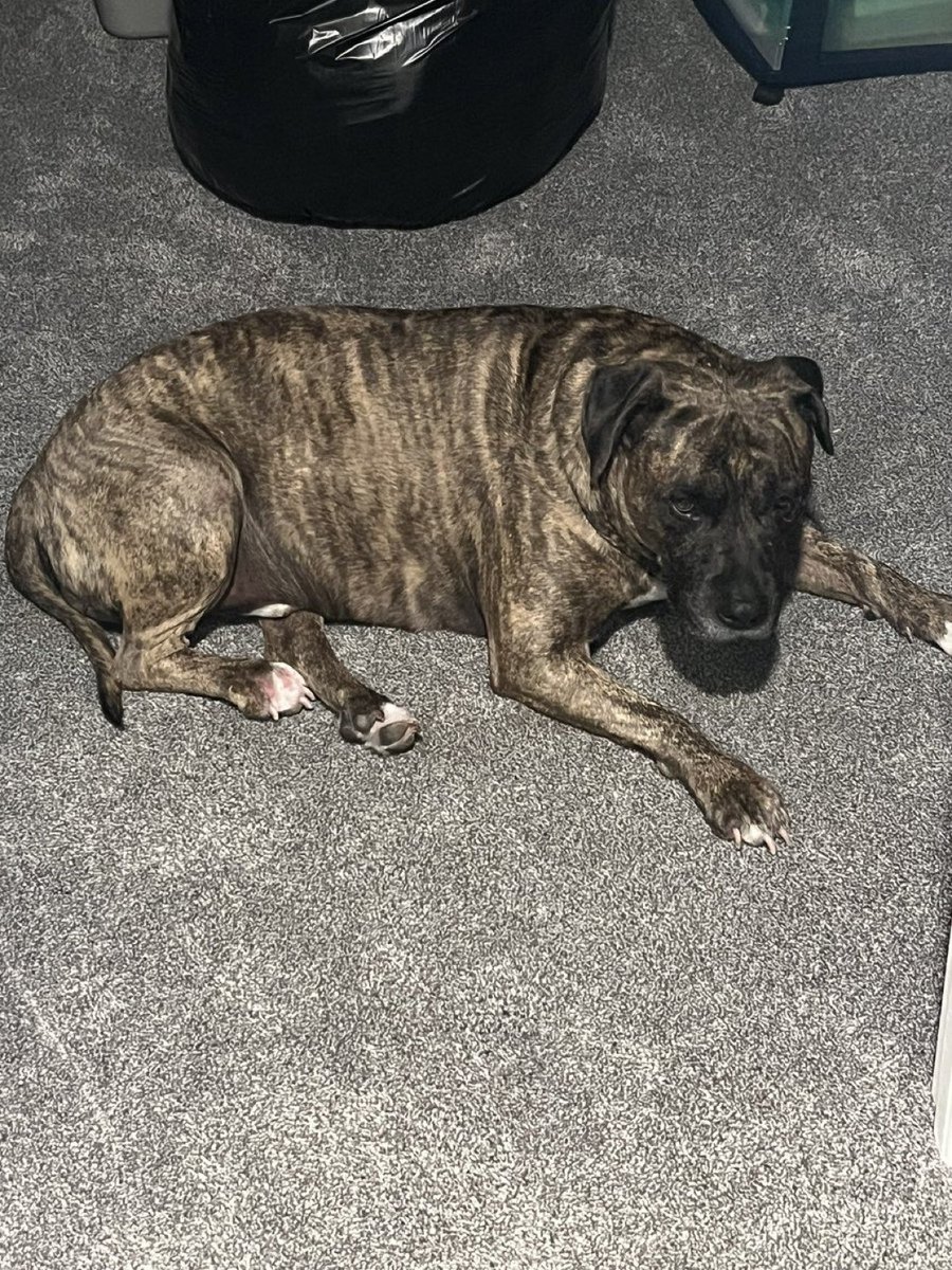 𝙍𝙞𝙥 tweet media