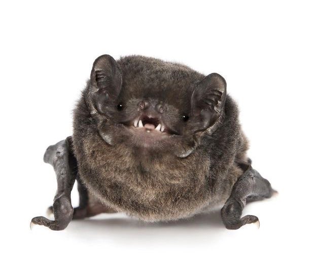 coffin!🐾🦴 tweet media