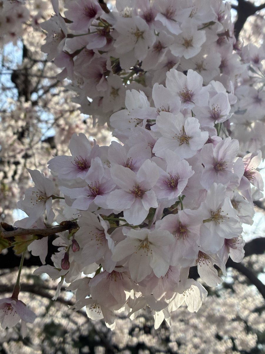 かなで🍀 tweet media