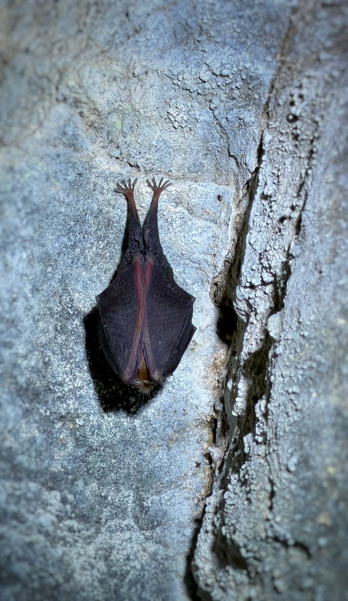 Lisa Forte tweet media