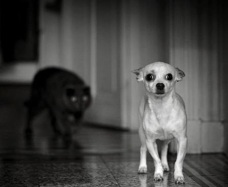 peru-cosas-austra 🍉 tweet media