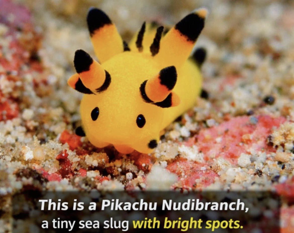 Yellow Form Shellos Isn’t it sus that“the yellow Shellos room”has a heavy Pikachu theme ...
