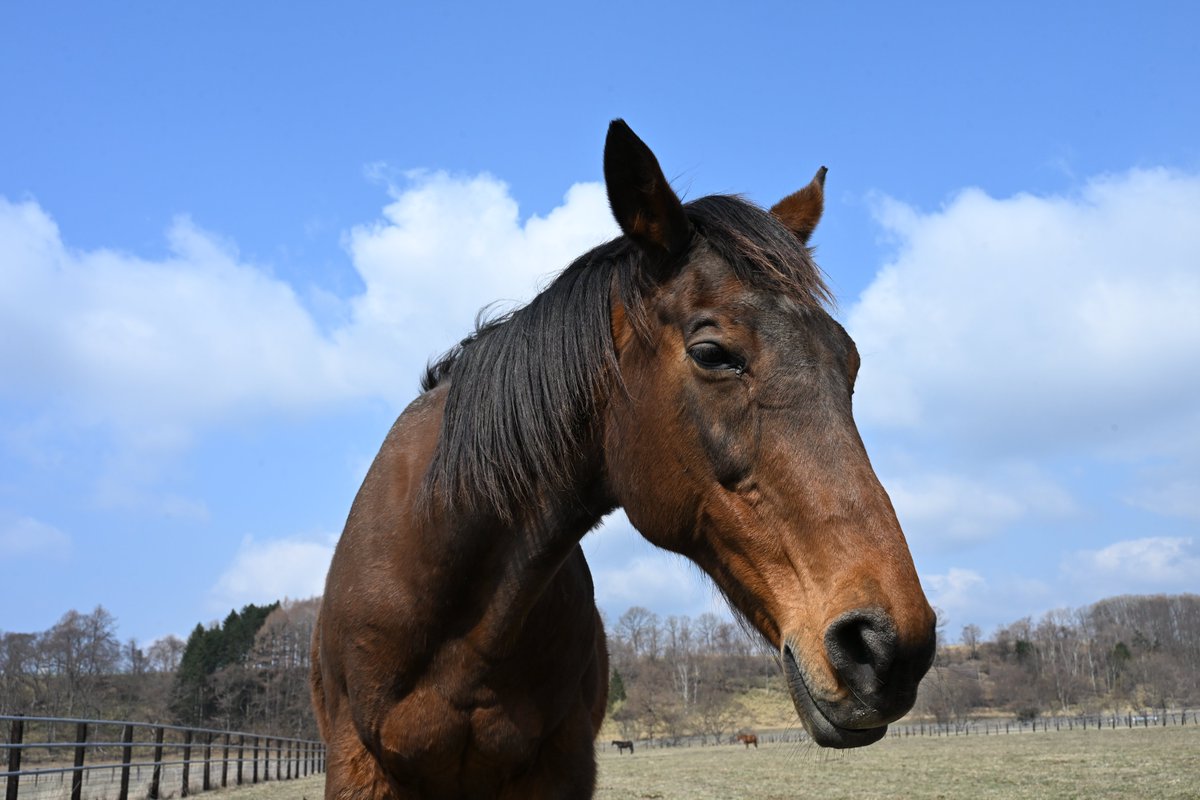 しゃーくていむ tweet media