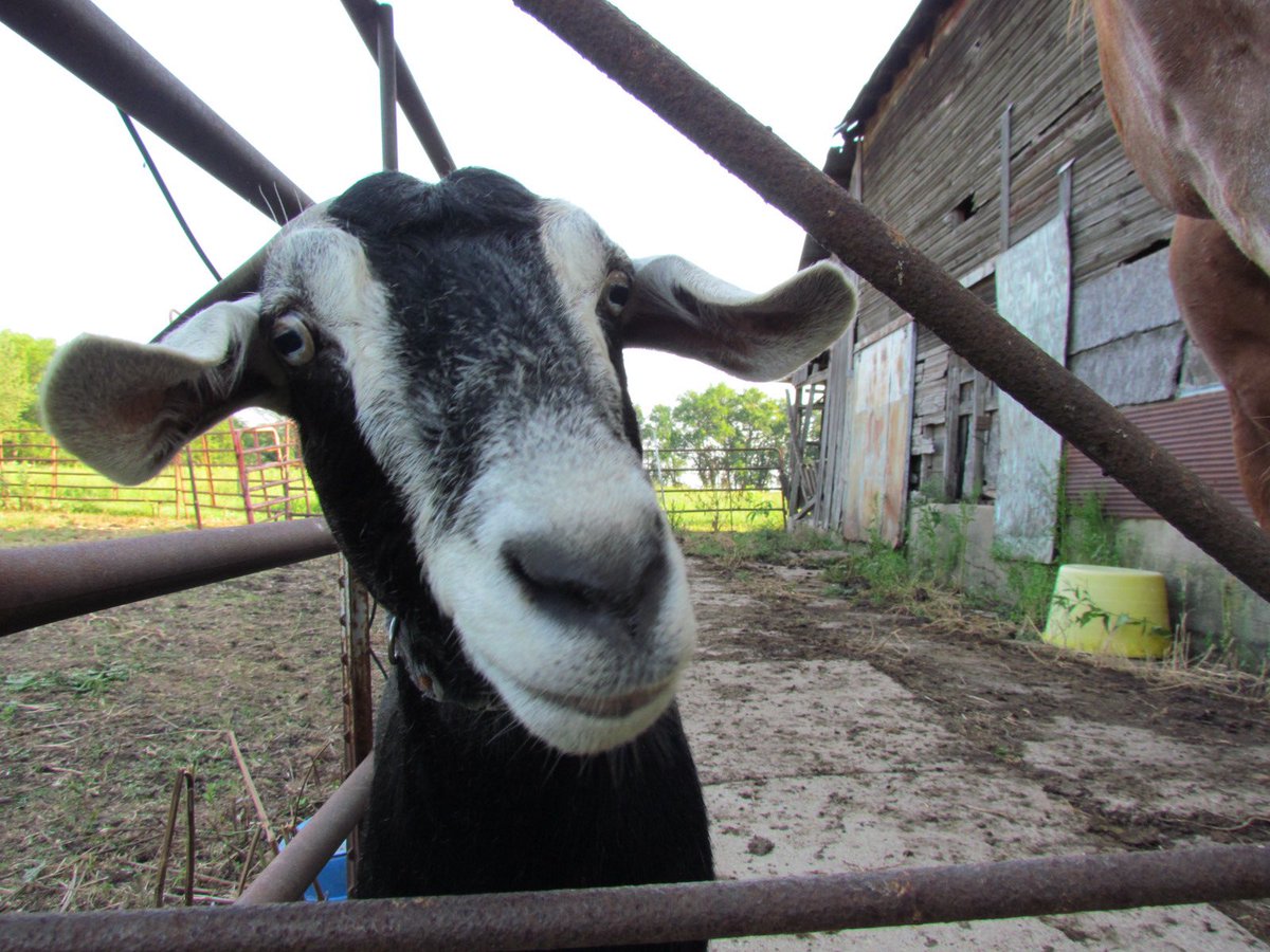 The Enchanted Farm tweet media