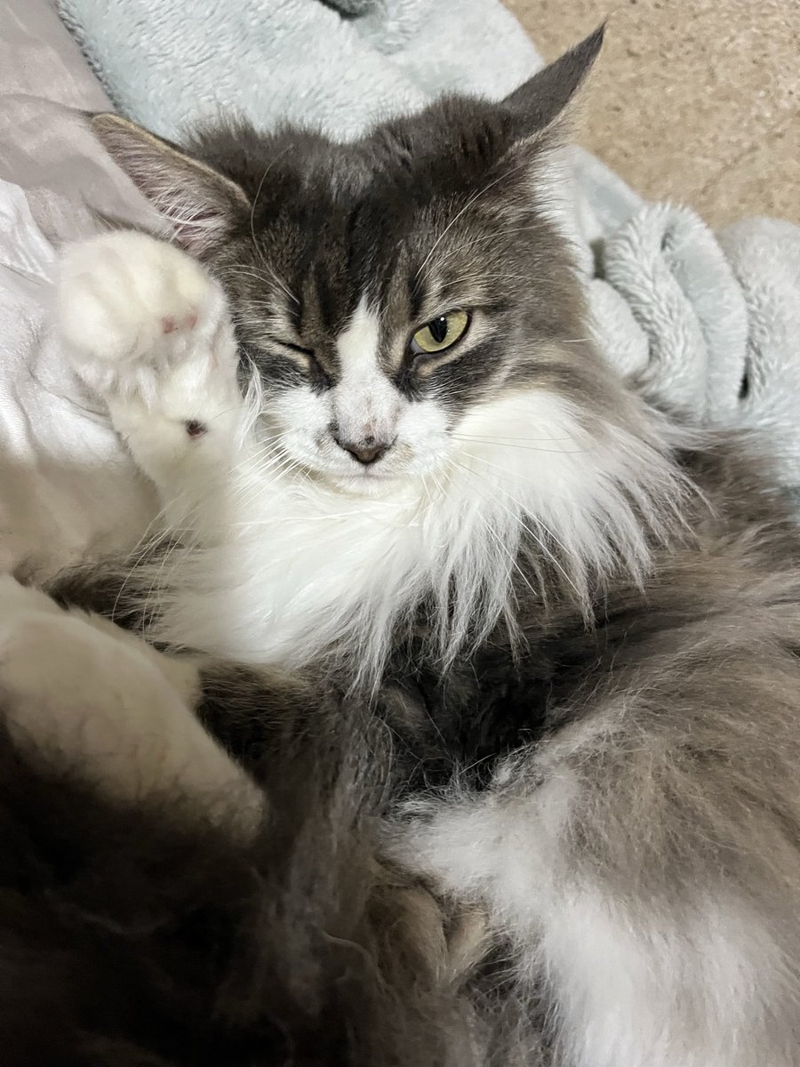 えひめ tweet media