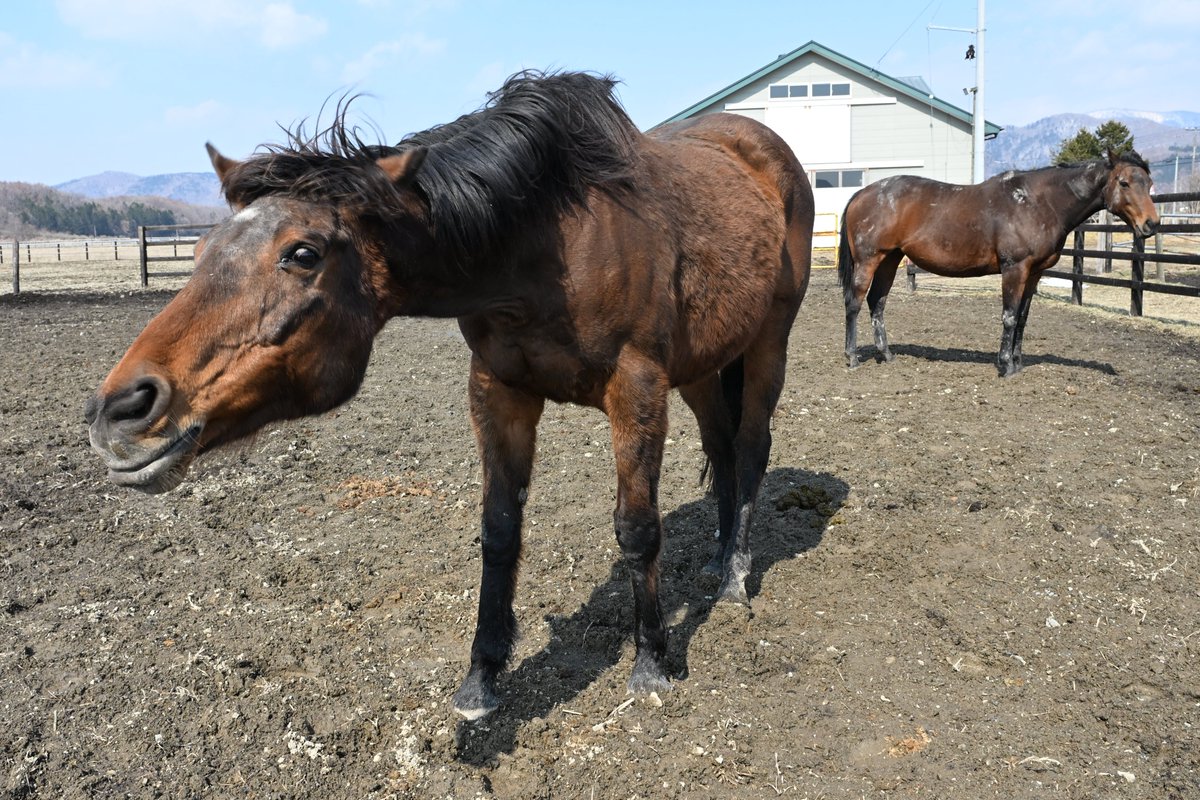 しゃーくていむ tweet media