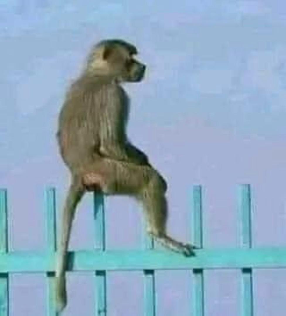 𝐆𝐚𝐝𝐞𝐭 𝐂 𝐑𝐞𝐢𝐤 ®🇸🇸🇸🇩🇪🇹🤍 tweet media