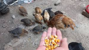 Edu Sobrino tweet media