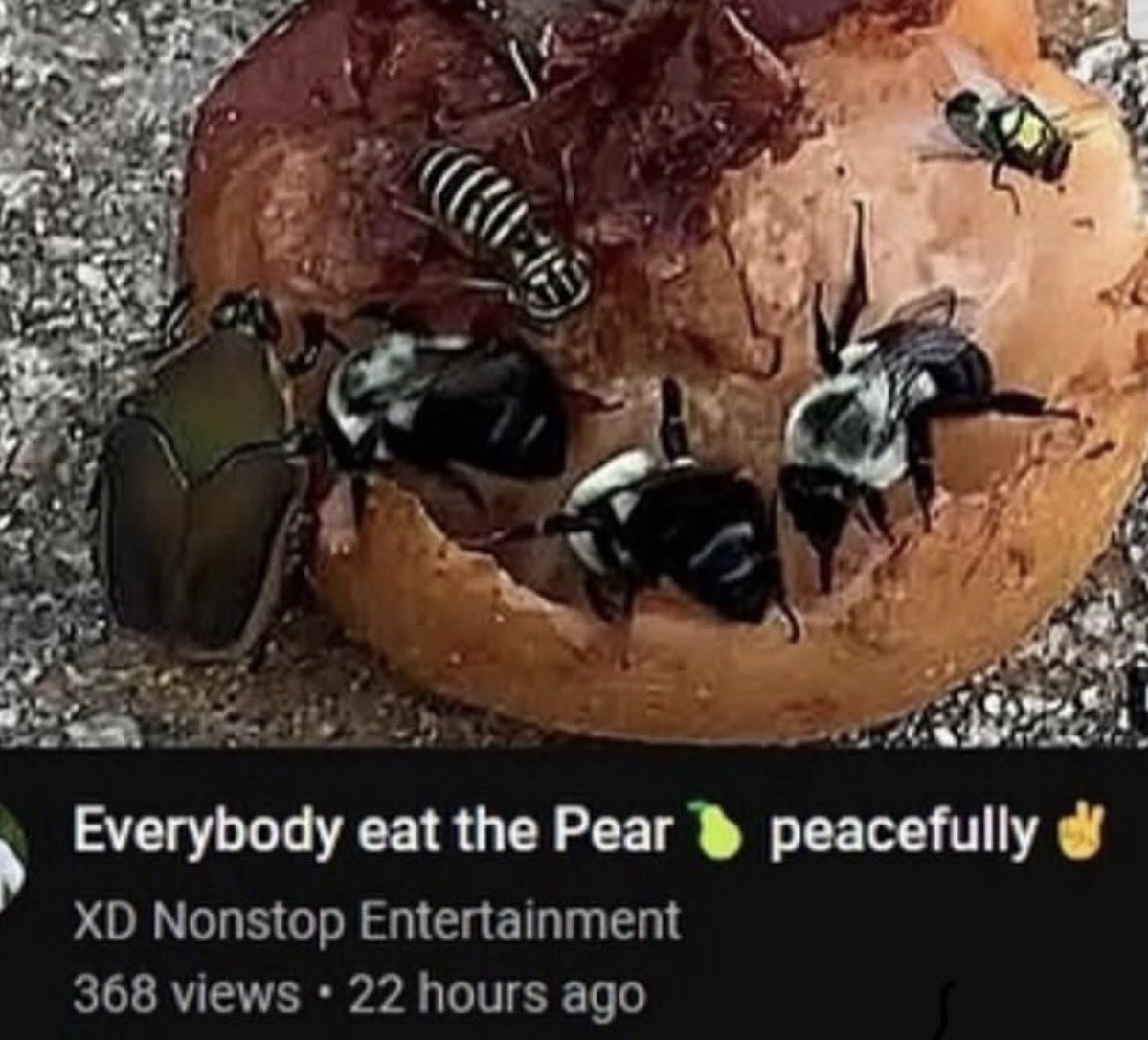 DeviantPigg tweet media