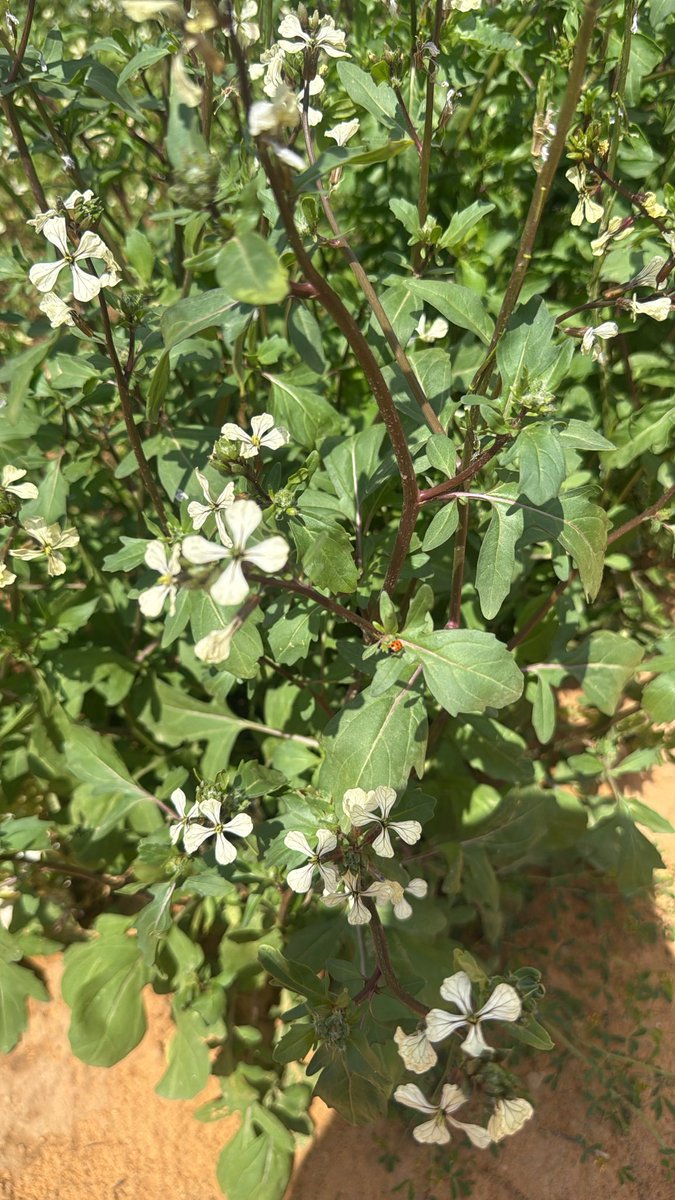 Dareen🇸🇦⚖️ tweet media