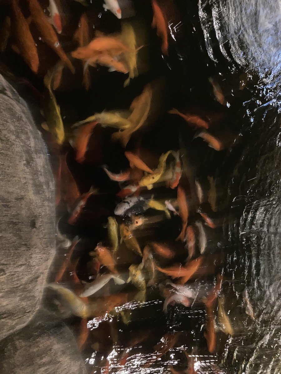 落乃いなほ🎠🎴#新人Vtuber tweet media