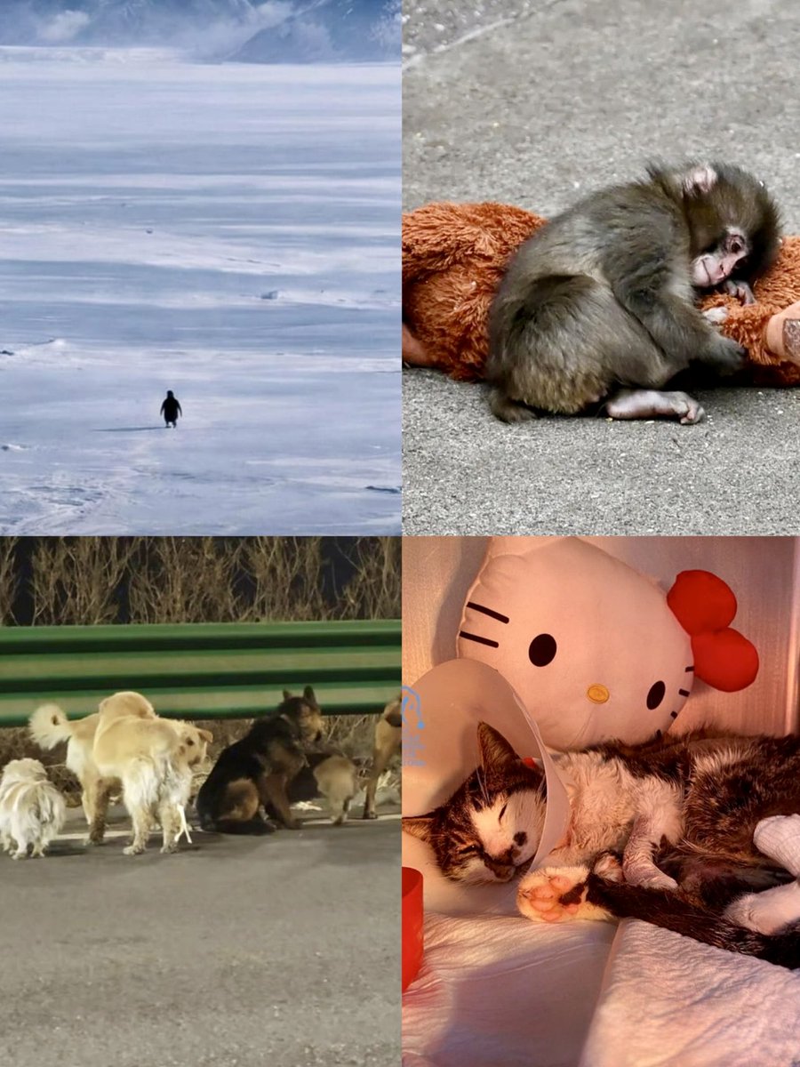 2026 is proving to be the year of the metaphors gifted to us by animals

Independence, empathy, dignity, courage, strength, resilience

Let’s learn from them

Watch closely, and stay human

Let reason be guided by heart and instinct

And we will never lose our way 🤍🐶