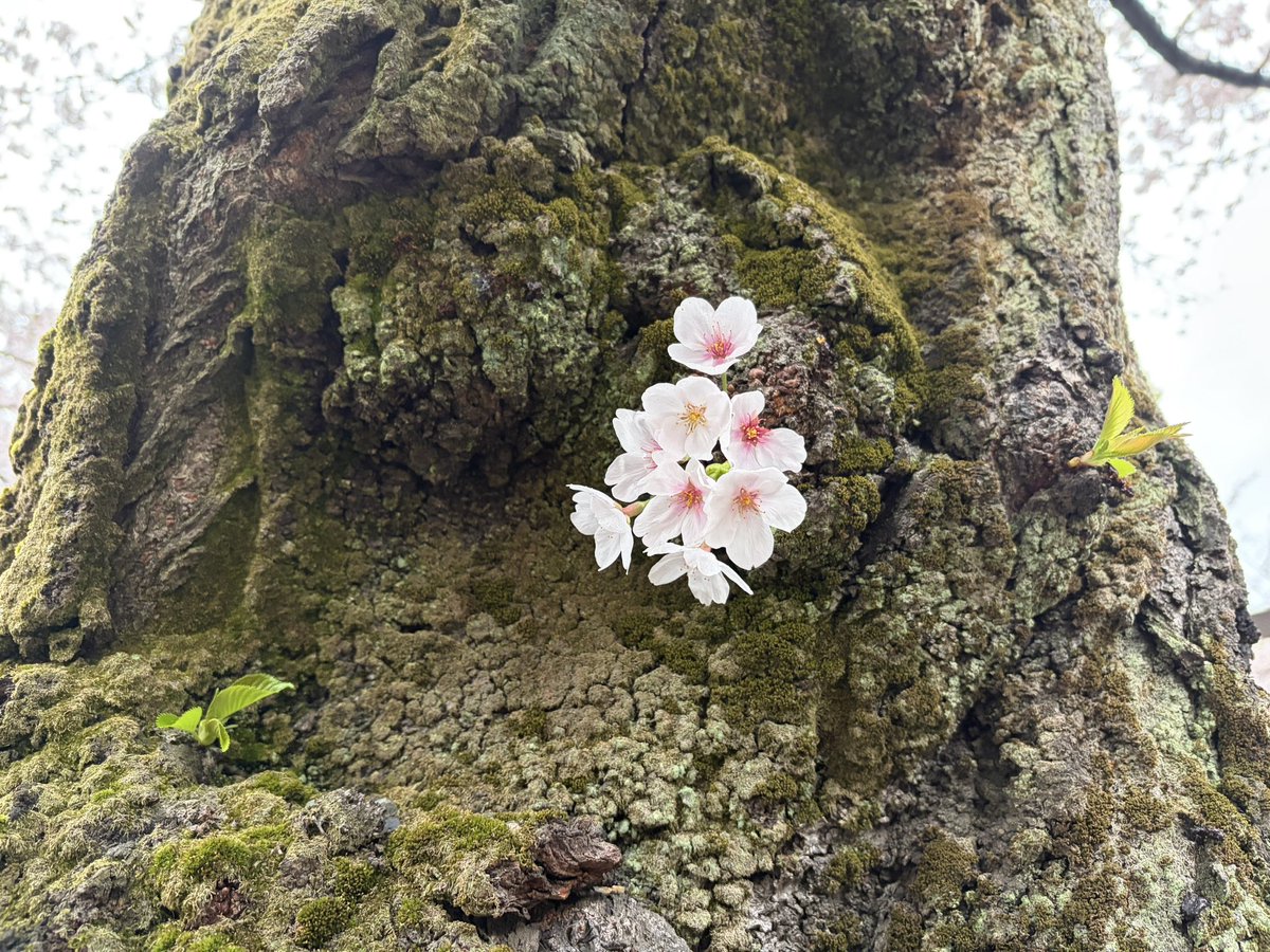 原田　千栄 tweet media