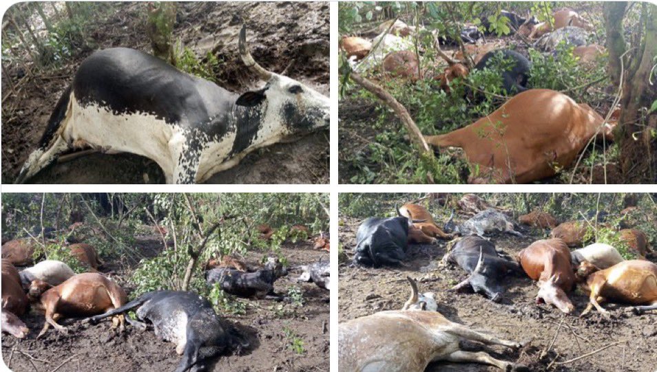 Fiston Mututsi tweet media