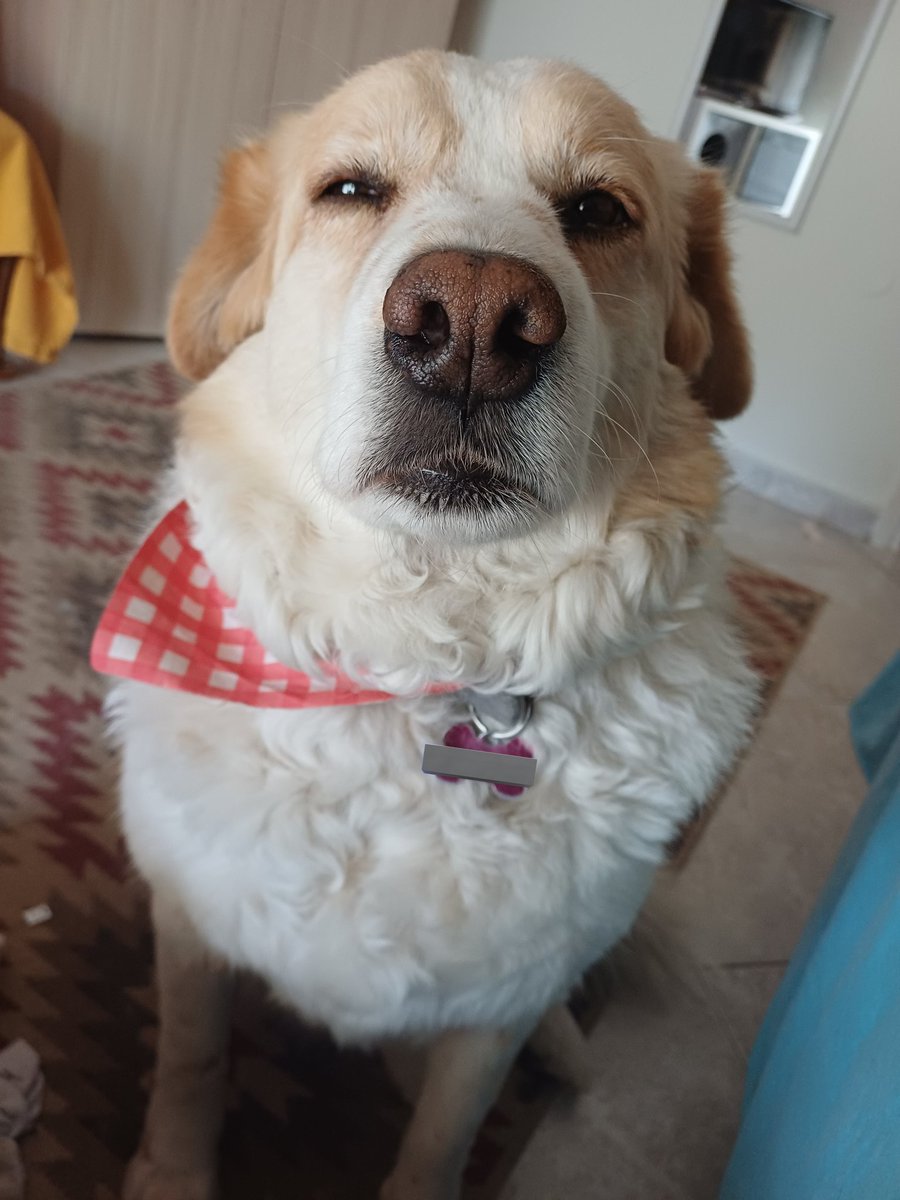 Ξανθιά Frau tweet media