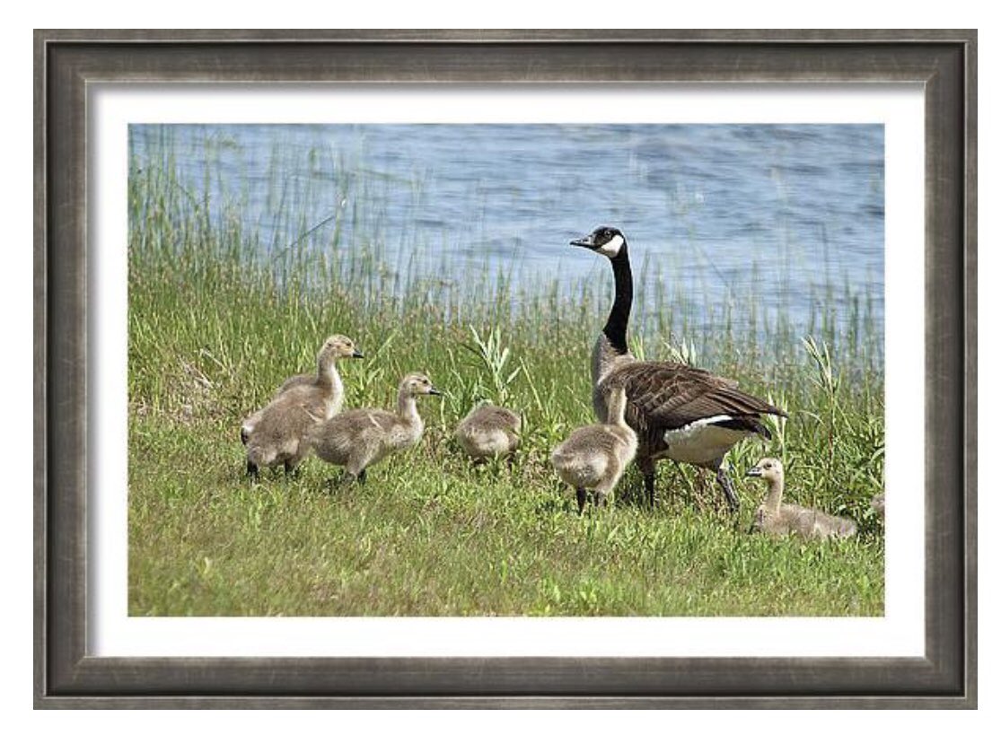 shonna99784's tweet image. Goose Family Walk - Framed Print shonnahawkinsphotography.com/featured/goose…

Available as a high-quality, framed print for your home or office.

#Goose #Family #Walk #Goslings #Gaggle #FramedPrint #FineArt #HomeDecor #BuyIntoArt #ShonnaHawkins #Britt