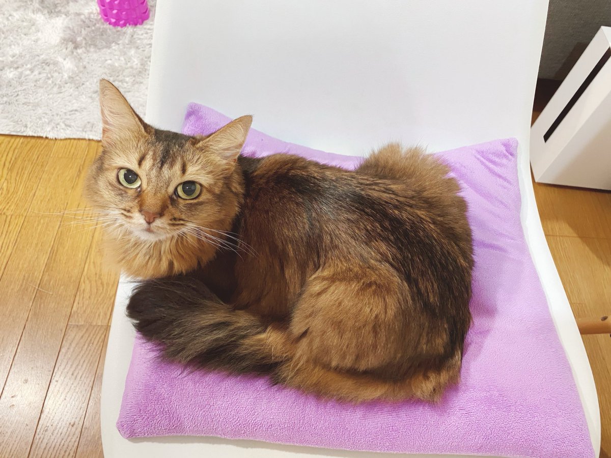 りかまろ tweet media