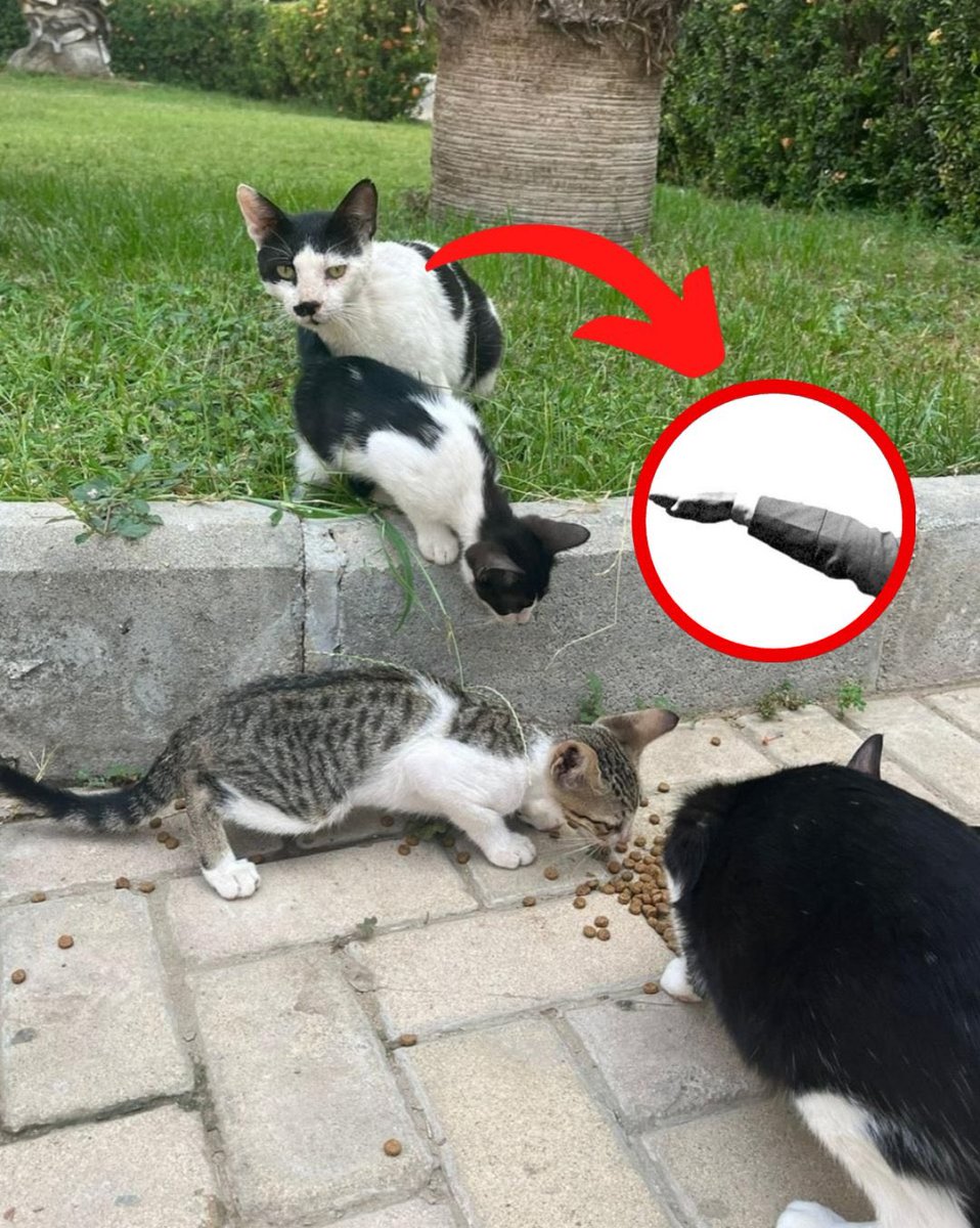 Mauerbauertraurigkeit tweet media