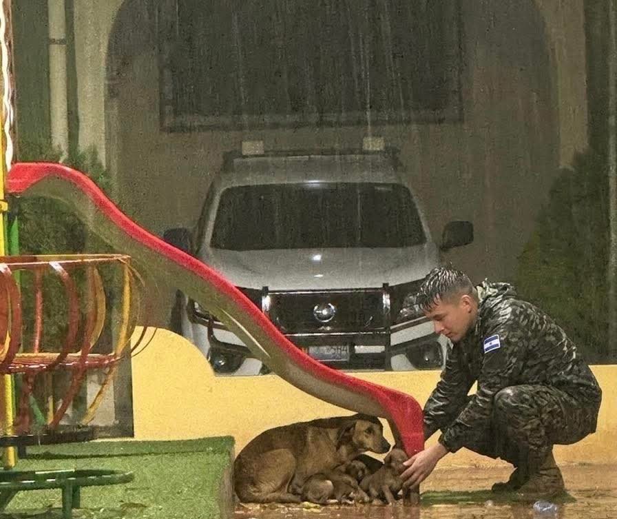 ʜᴀʟᴄᴏ́ɴ ᴀᴢᴜʟ tweet media