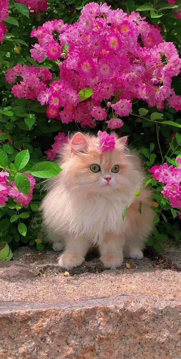 🍼uwu y쭌 우유🐾🏀 tweet media