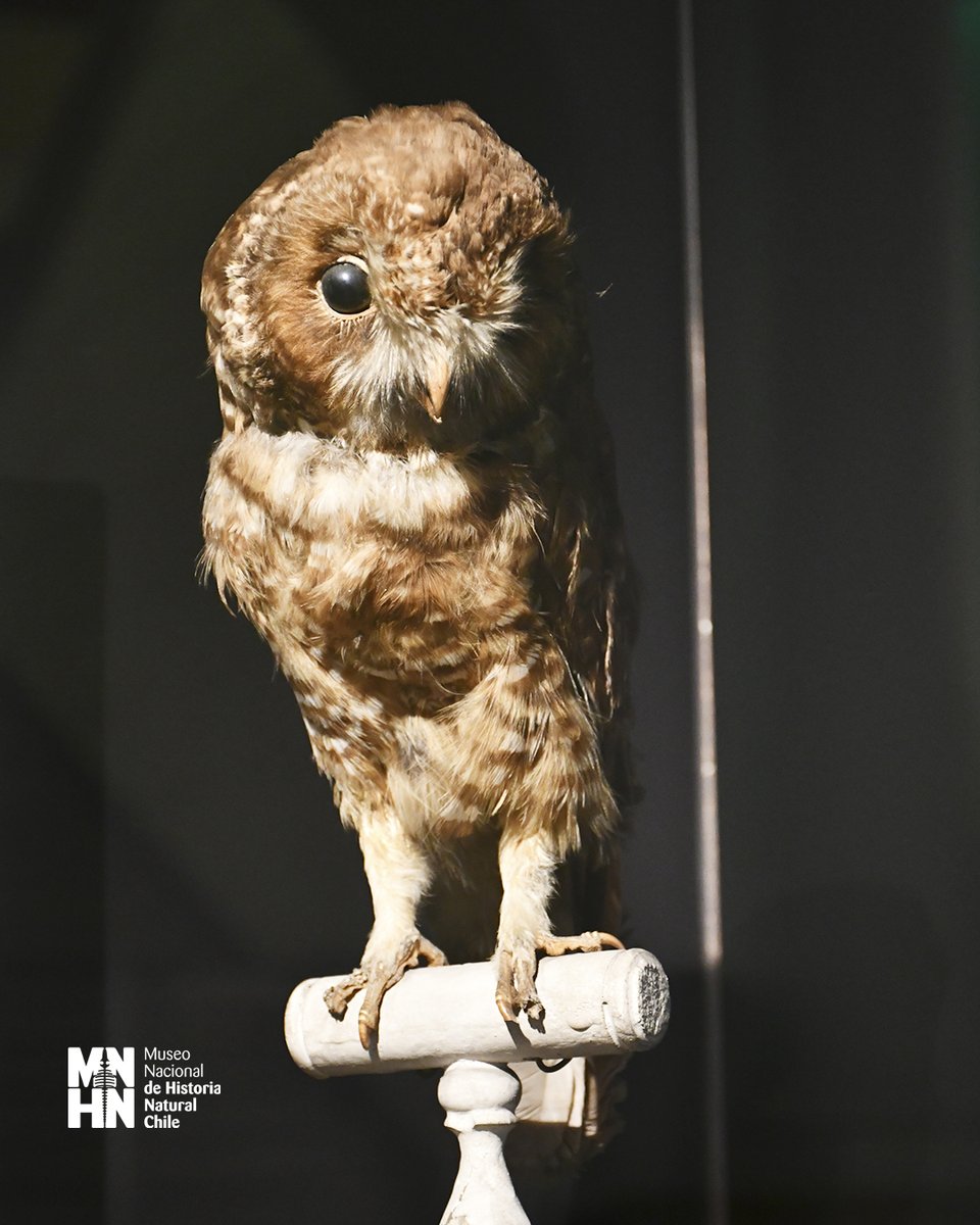 Museo Nacional de Historia Natural tweet media