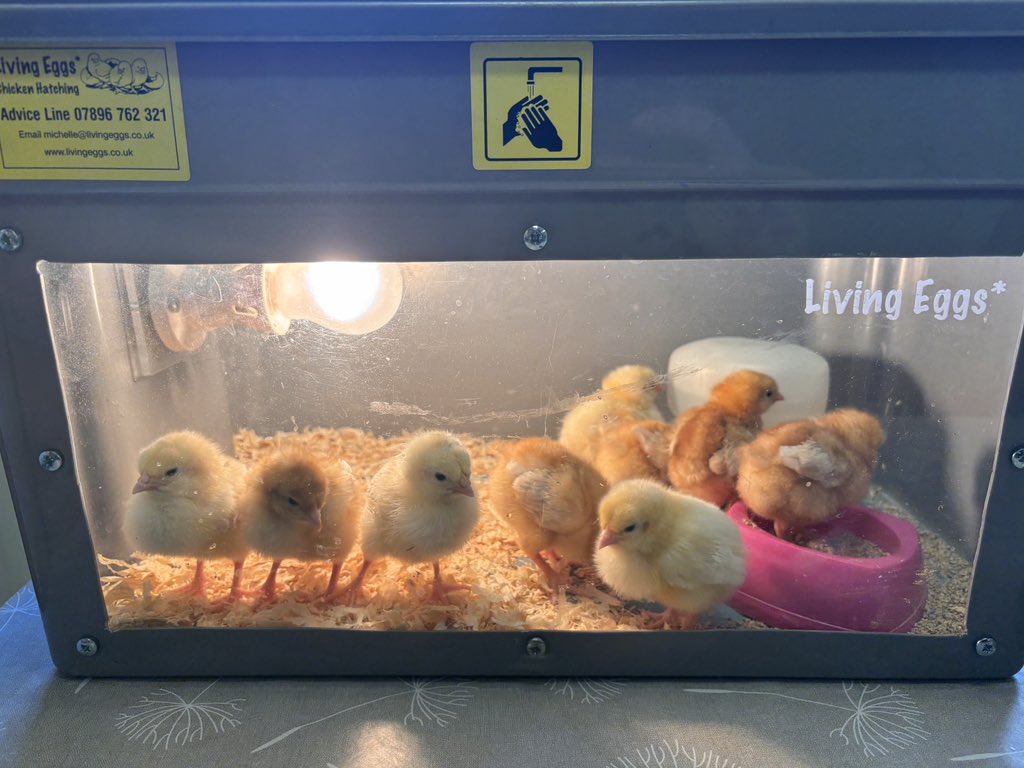 Yesterday the chicks visited our playgroup. The children loved talking about the chicks and holding them! Image