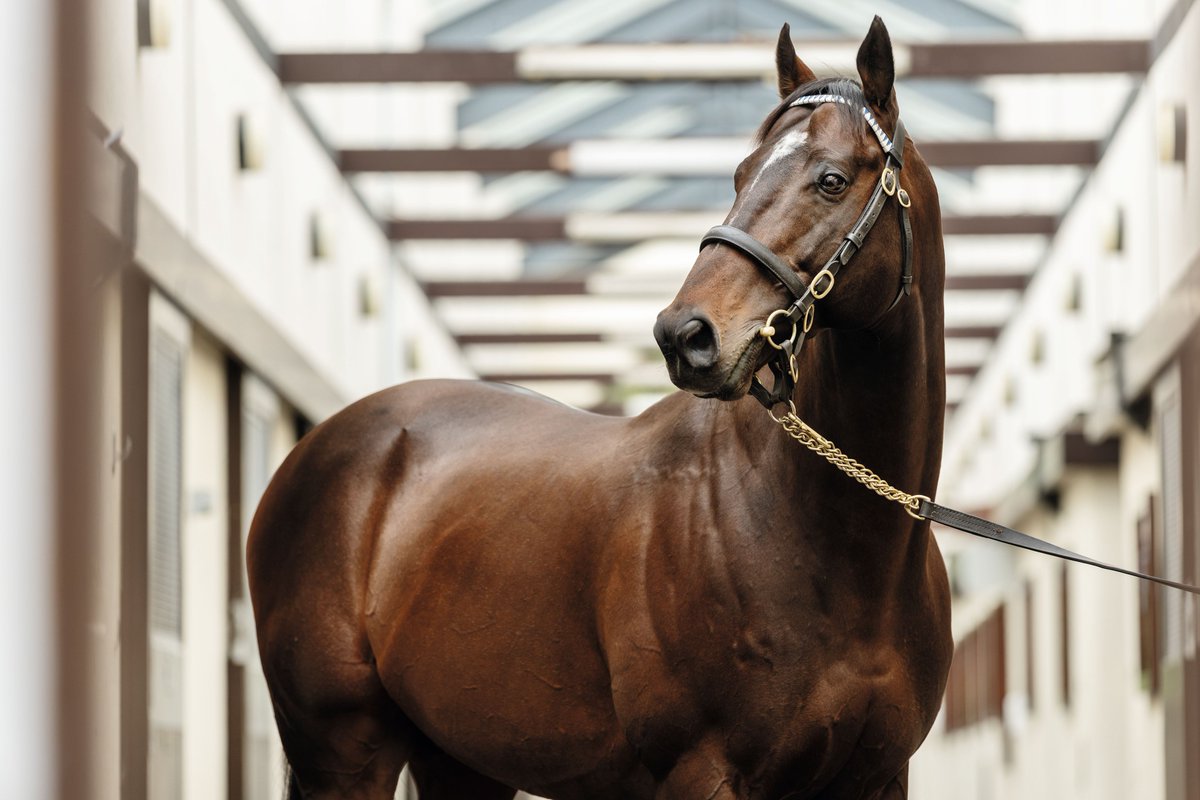 DarleyEurope's tweet image. 🇮🇪#BluePoint is well represented this season in Roger Varian's yard by the likes of My Cloud and Aqpan🙌@RacingPost's Roger Varian Stable Tour

🏆A brilliant victor in the Royal Hunt Cup @Ascot, My Cloud is likely to return to Ascot for the Listed Paradise Stakes in May, with