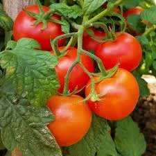 Wanderer©️ 🇮🇩 🇪🇺 tweet media