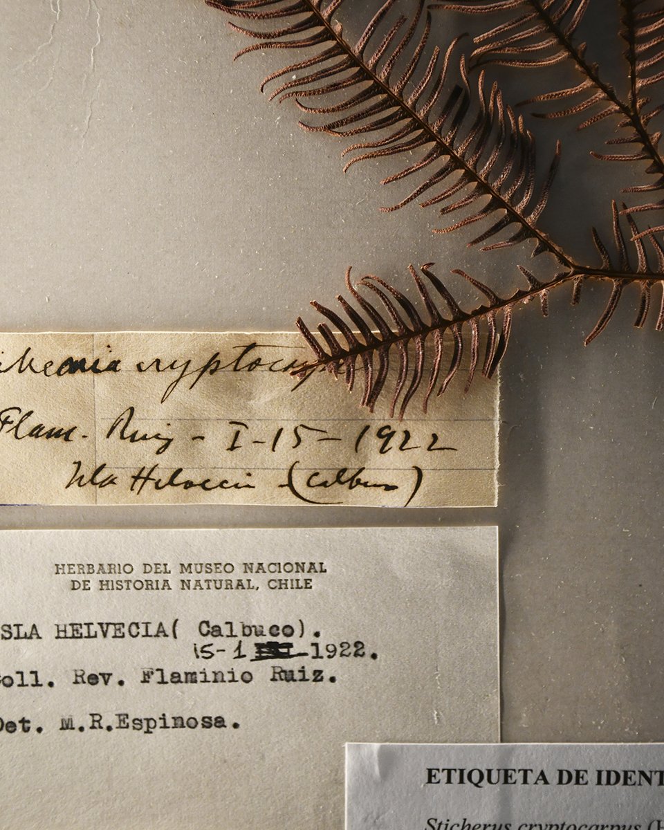 Museo Nacional de Historia Natural tweet media