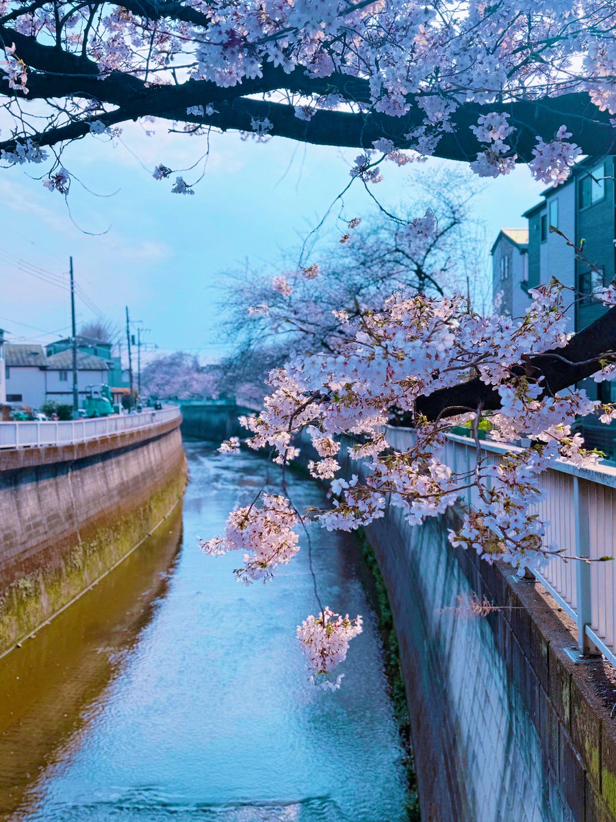 一期一会٭❀*٭❀.✿.❀*٭❀*
