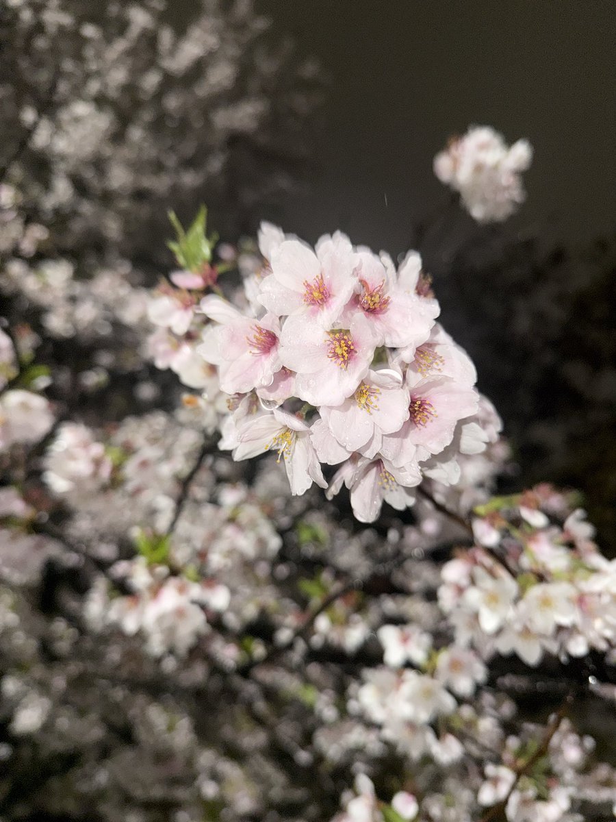 白餅だんご▶▶4月5日（日）みるとらオリ曲リリイベ🎤 tweet media