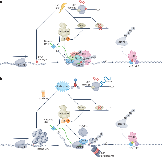NatureStructMolBiol tweet media