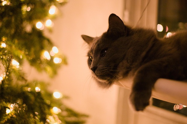 Brian Alves tweet media