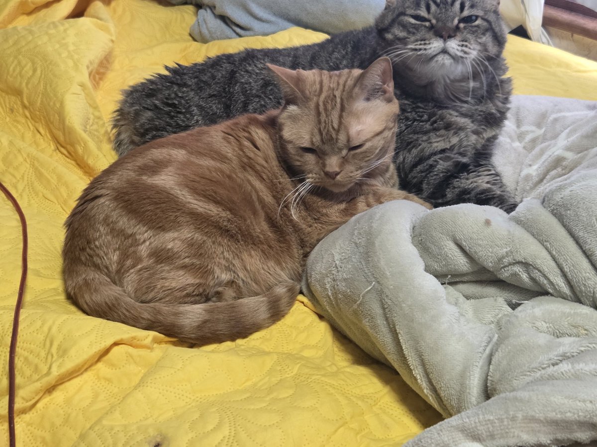 CASUTEKIYY tweet media