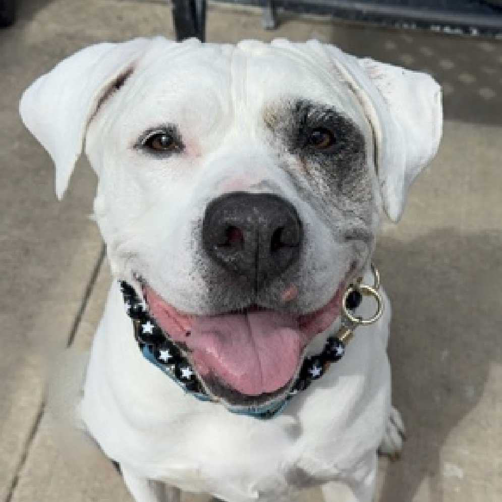 🎉🎊 Rocky 🎊🎉
Has been Reserved 
By A New Hope Rescue!🎉

We r so thrilled 4 this sweetheart 💕 
 
Tysvm 2 all 4 Pledging, Caring + Sharing! We couldn't have done it 
w/o u💗

Pls wait 4 freedom pics/info from <a href="/TAPNYACC/">TAPACC</a>, or pulling rescue, 2 honor yr pledges❤️

Tysvm❤️