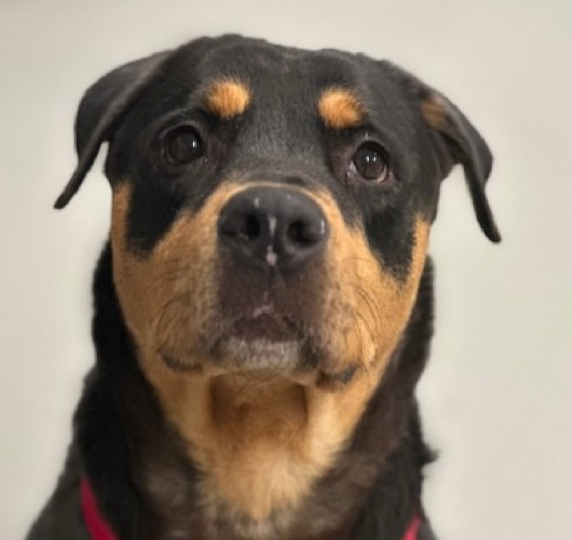 Julie🌻🐾 tweet media