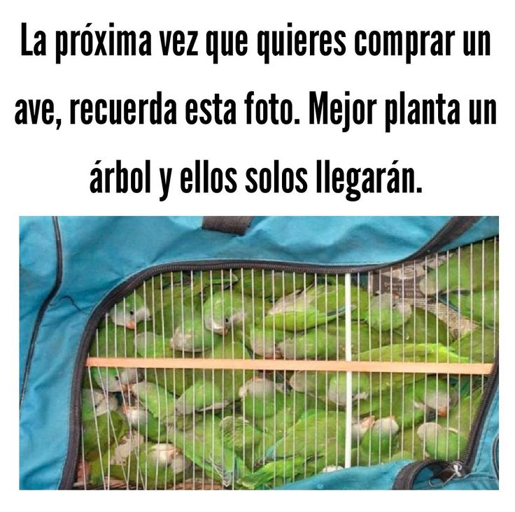 😍 🦜 ¡Que plantar árboles se ponga de moda!
