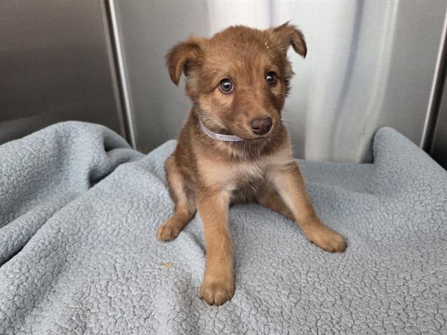 LancasterAnimalShelt tweet media