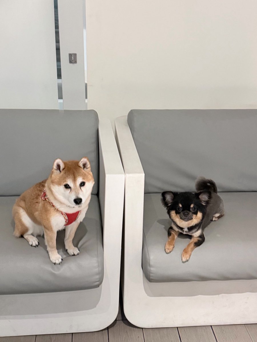 三田真鈴（みたまりん） tweet media