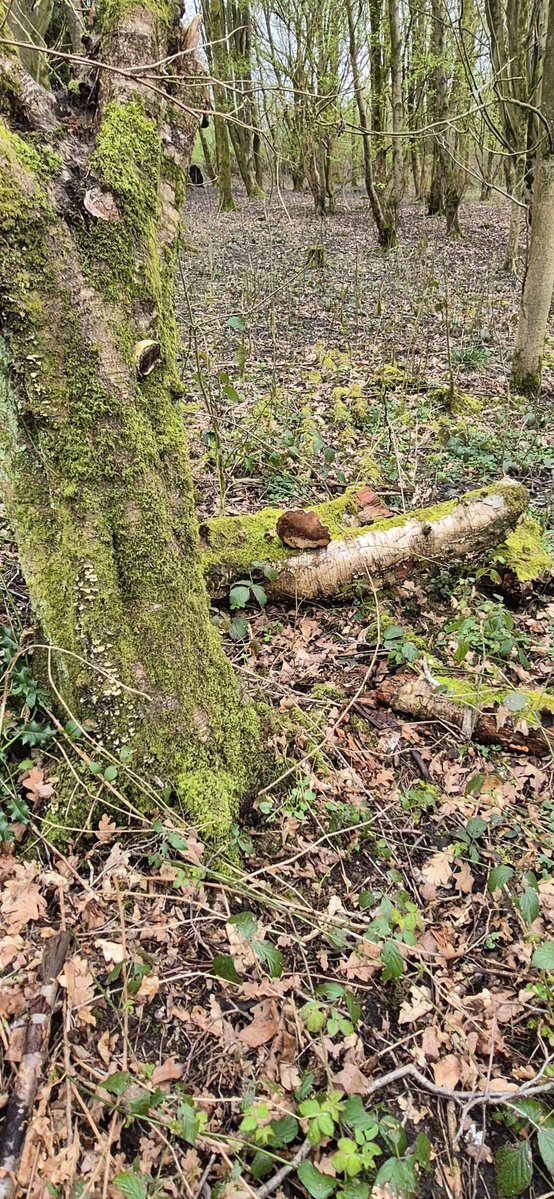 🎧 lucie jane 🌧️ tweet media