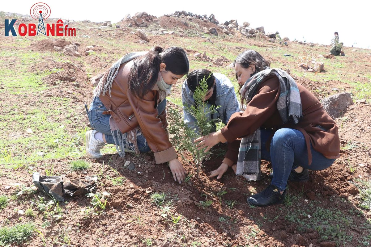 Rojava Network tweet media