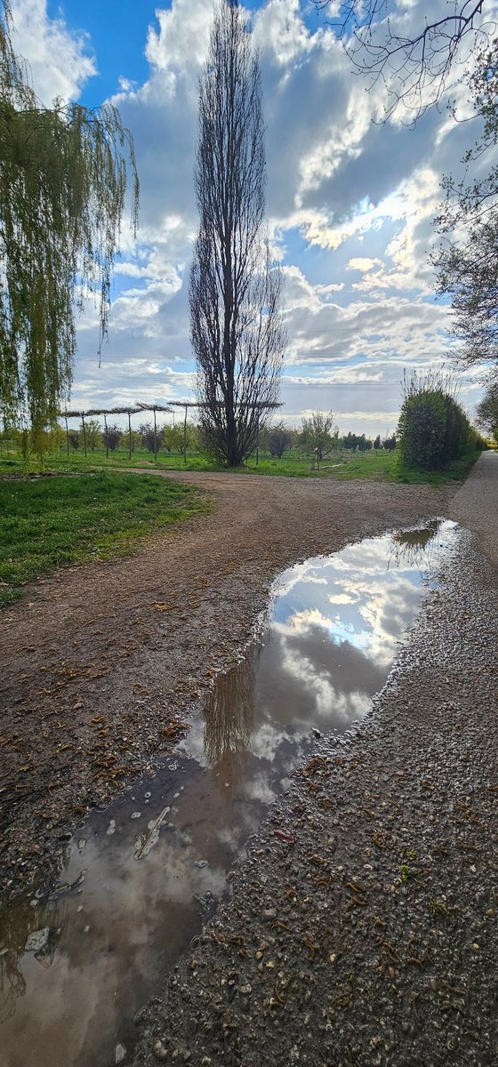 ارغوان tweet media