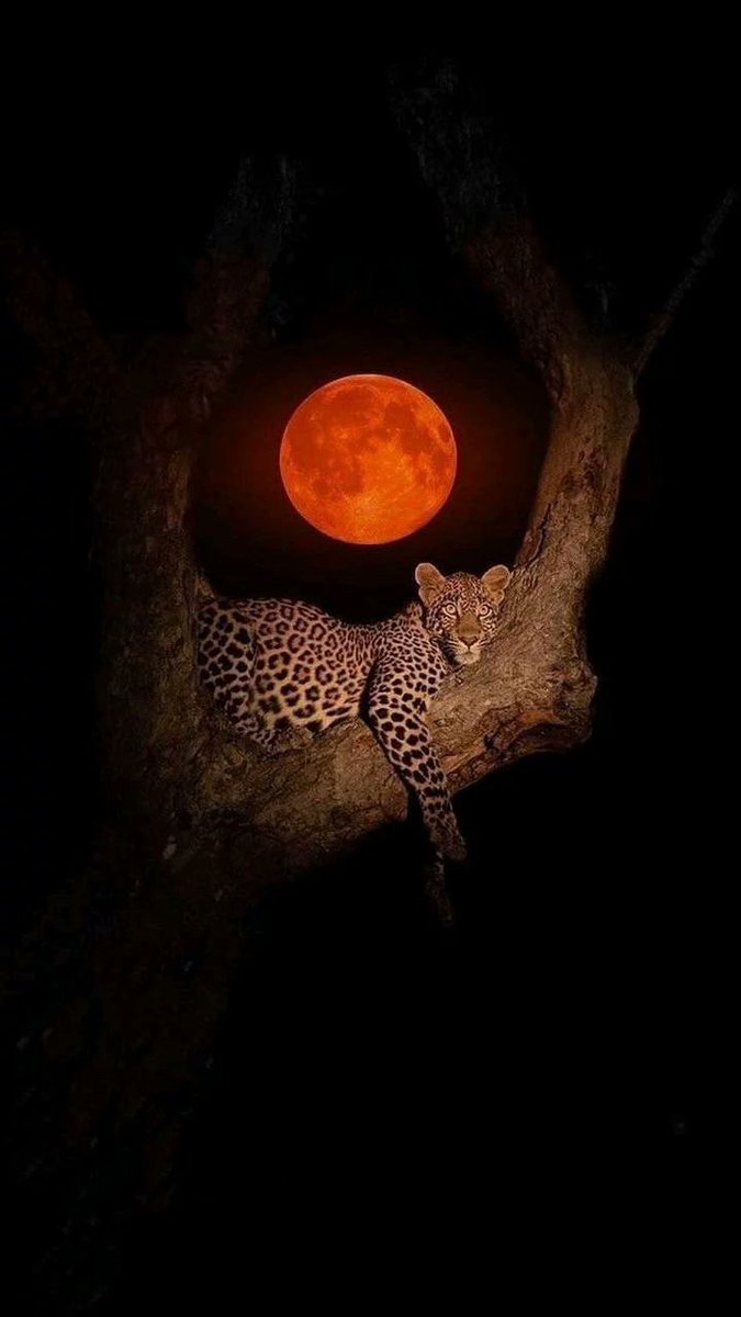 vivaneil tweet media