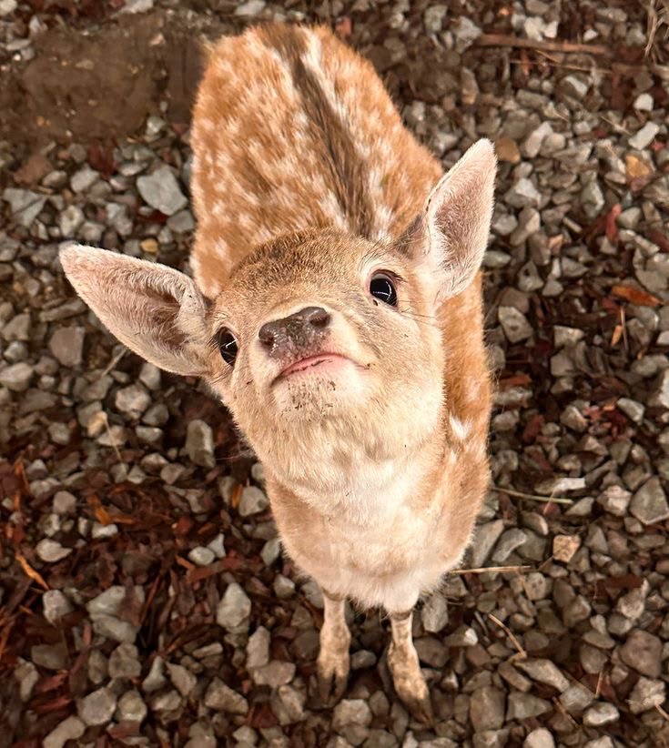 ₊˙♡ ali﹗˚ ༘ tweet media